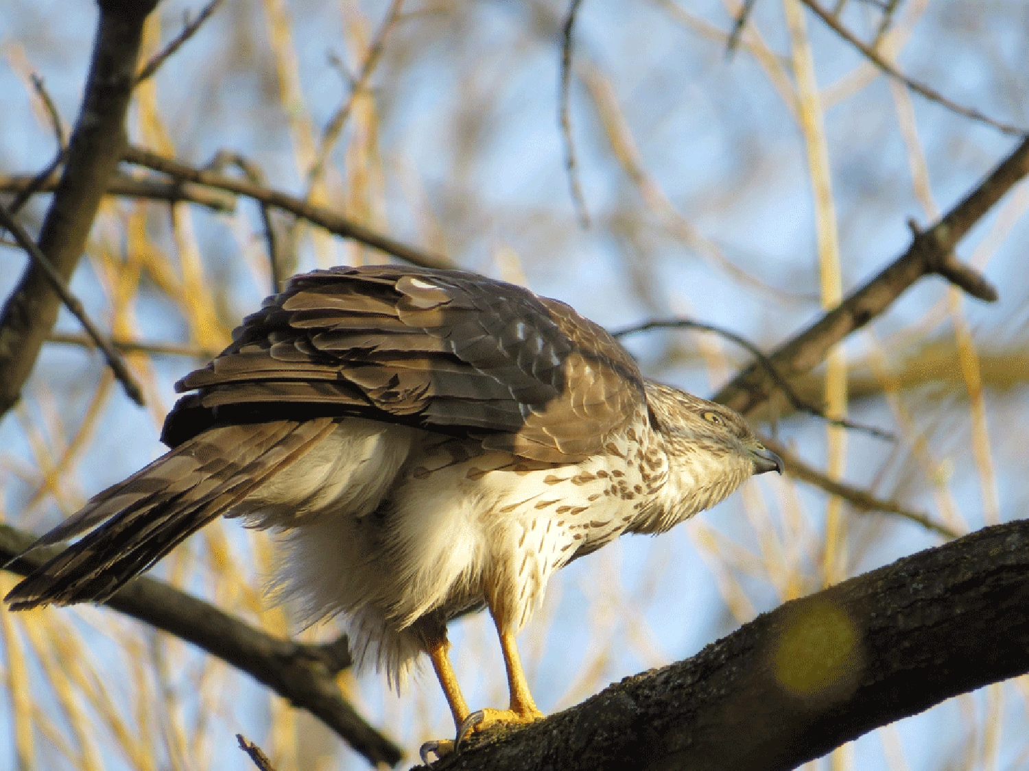 Coopers Hawk 1500 3-23-2016-173.gif