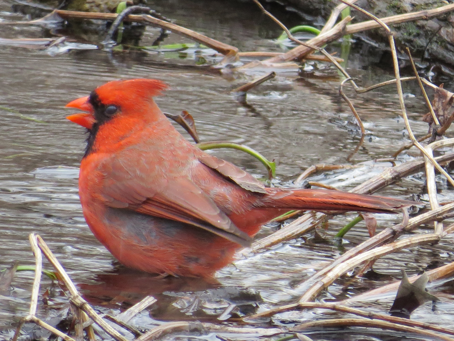 Cardinal 2-9-2016 060.jpg