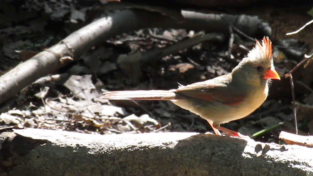 Cardinal 1000 2013.jpg