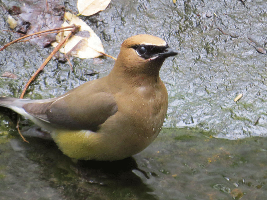 Cedar-Waxwing-7-2-2015-046.gif
