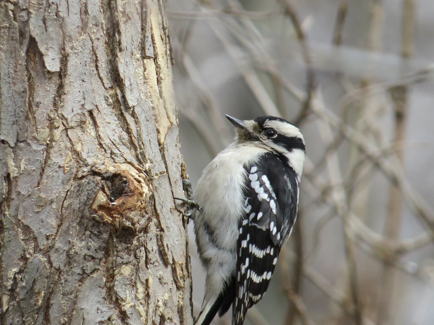A female downy in Riverside Park near 116th Street, March 2, 2016.