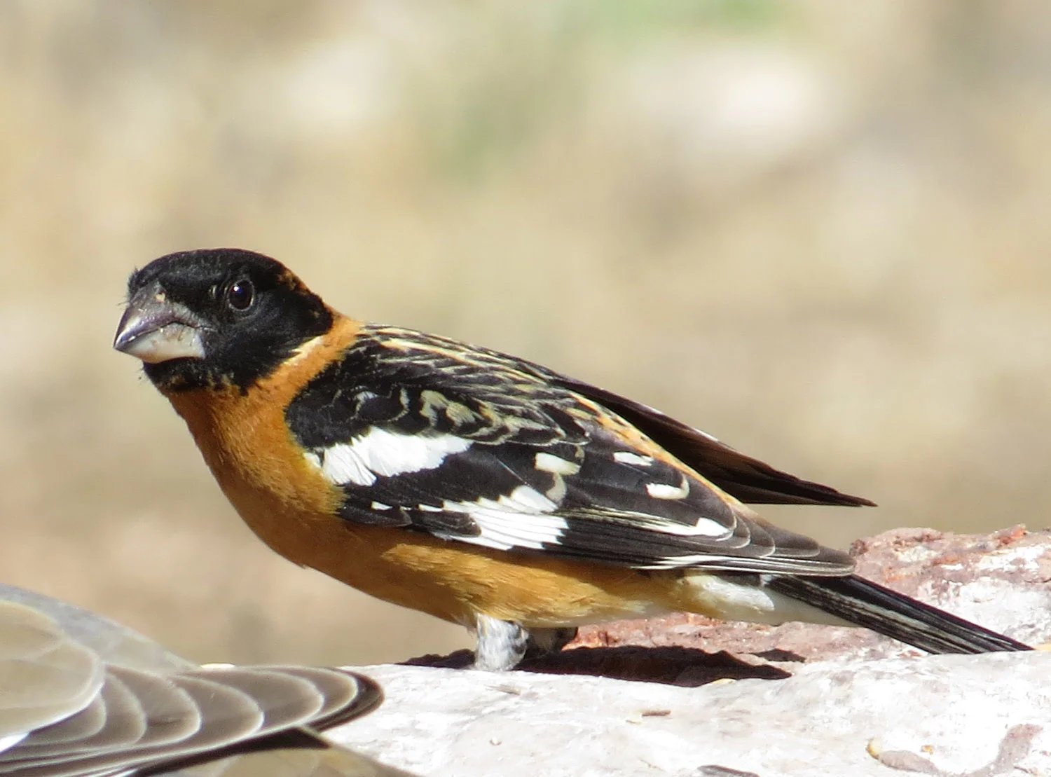 Black-headed grosbeak, Camp Verde, Arizona, May 3, 2016