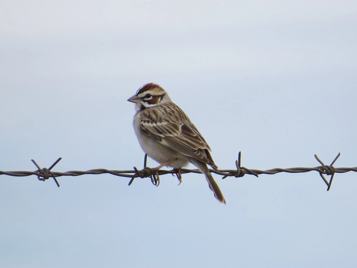 Lark Sparrow, Camp Verde, Arizona, April 29, 2016