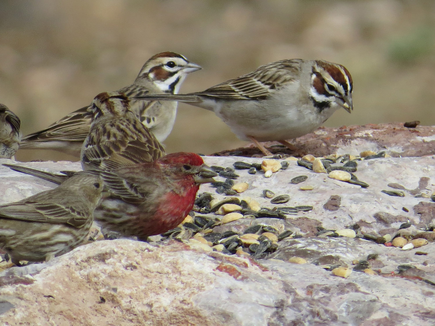 Lark Sparrow 1500 4-30-2016 249.jpg