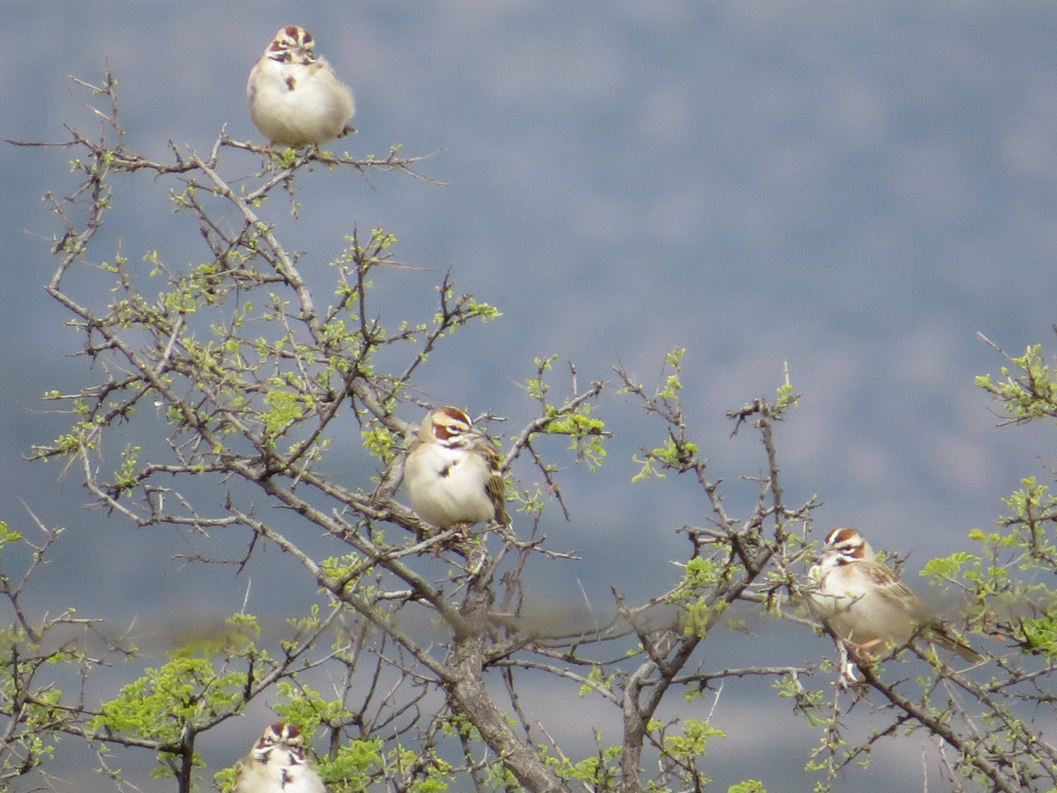 Lark Sparrow 1500 4-30-2016 264.jpg