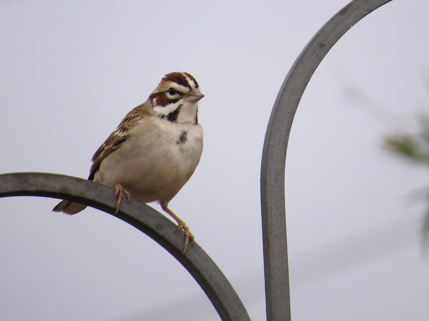 Lark Sparrow 4-30-2016 217.jpg