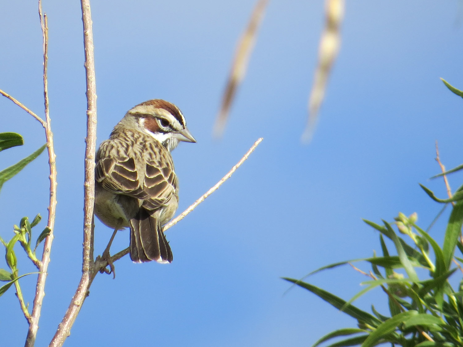 Lark Sparrow 1500 4-29-2016 034.jpg