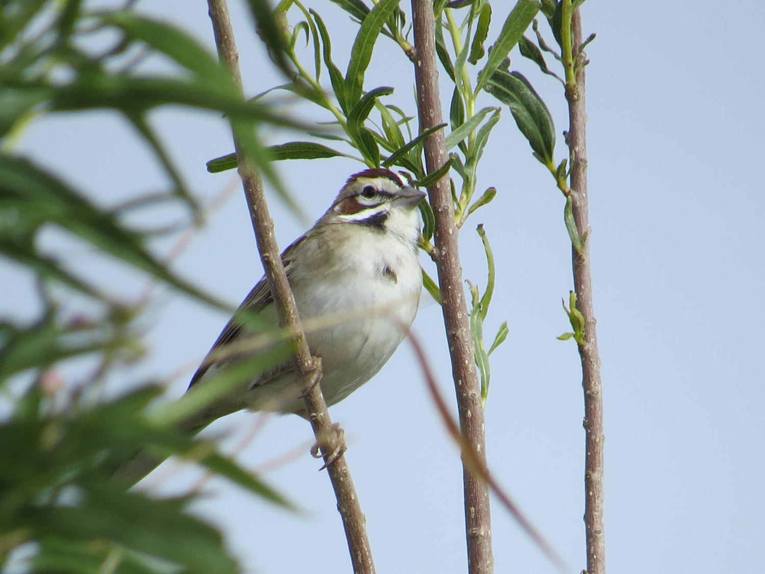 Lark Sparrow 1500 4-29-2016 027.jpg