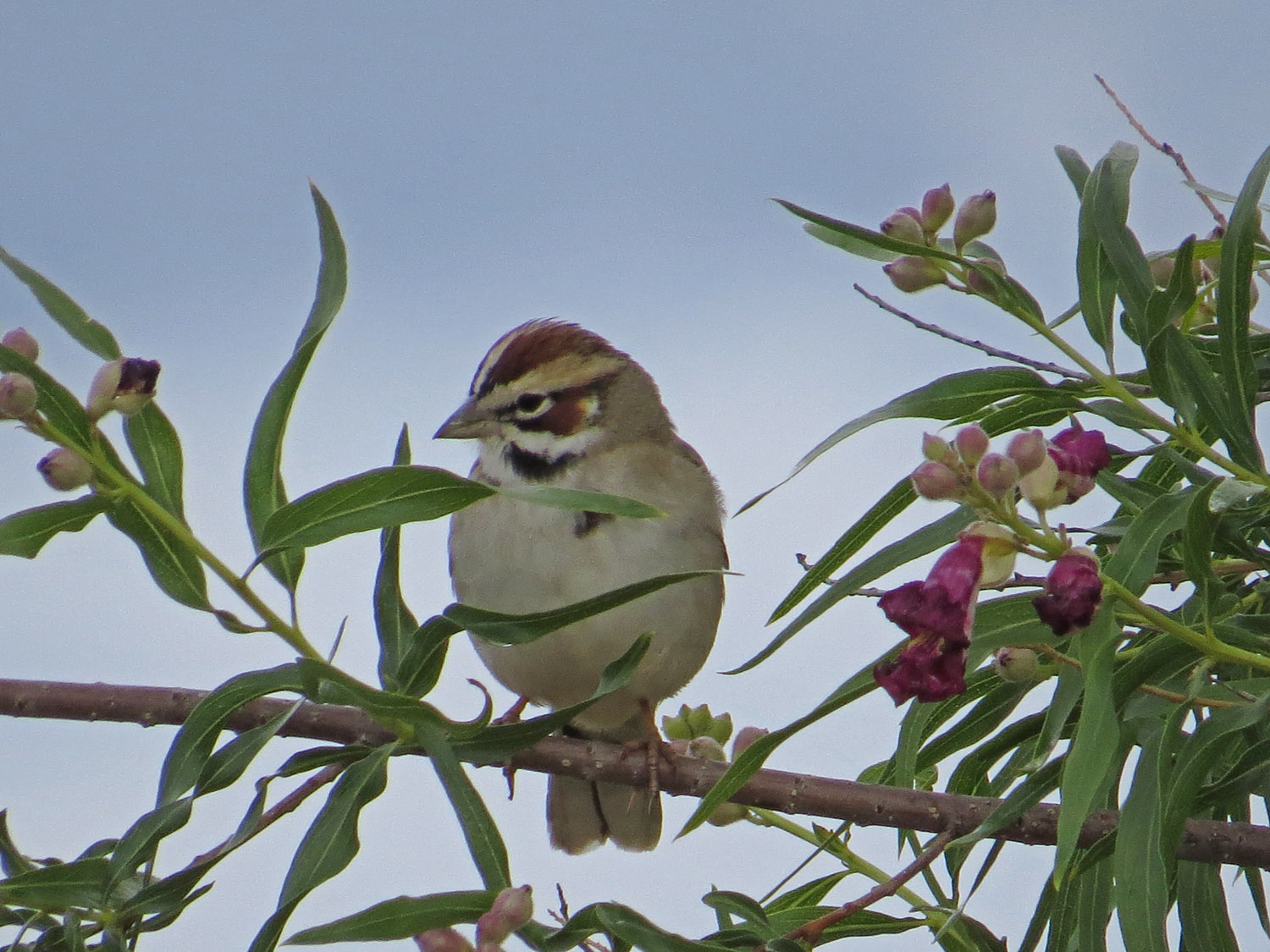 Lark Sparrow 1500 5-1-2016 495.jpg