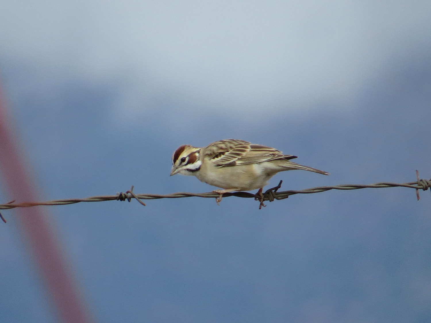 Lark Sparrow 1500 5-1-2016 548.jpg