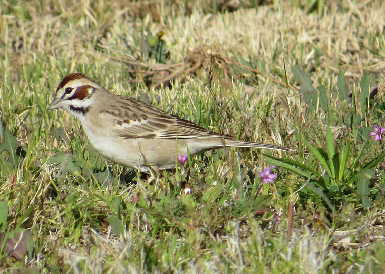 Lark Sparrow 1500 5-1-2016 898B.jpg