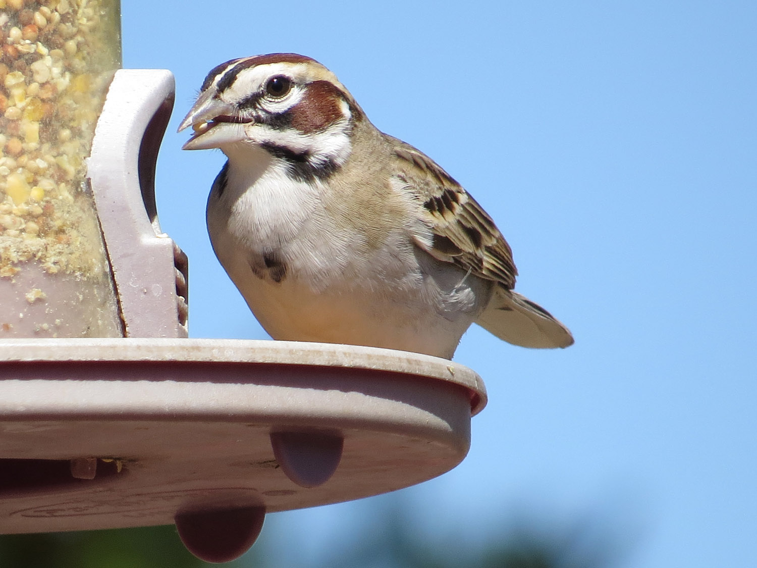 Lark Sparrow 1500 5-2-2016 761.jpg