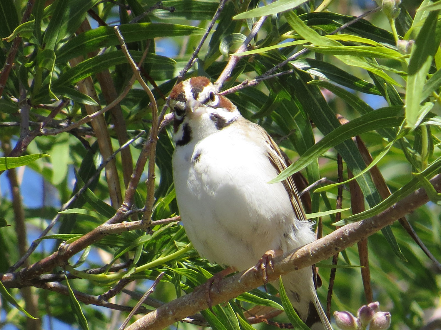 Lark Sparrow 1500 5-2-2016 793.jpg