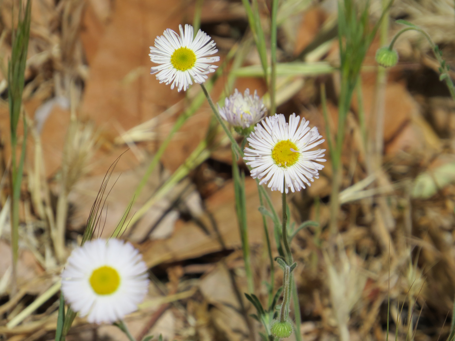 Arizona 1500 4-29-2016 125_edited-1.jpg