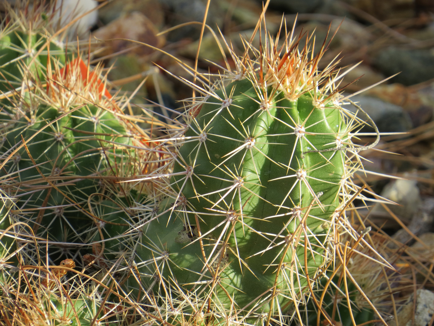 Arizona 1500 4-29-2016 182_edited-1.jpg