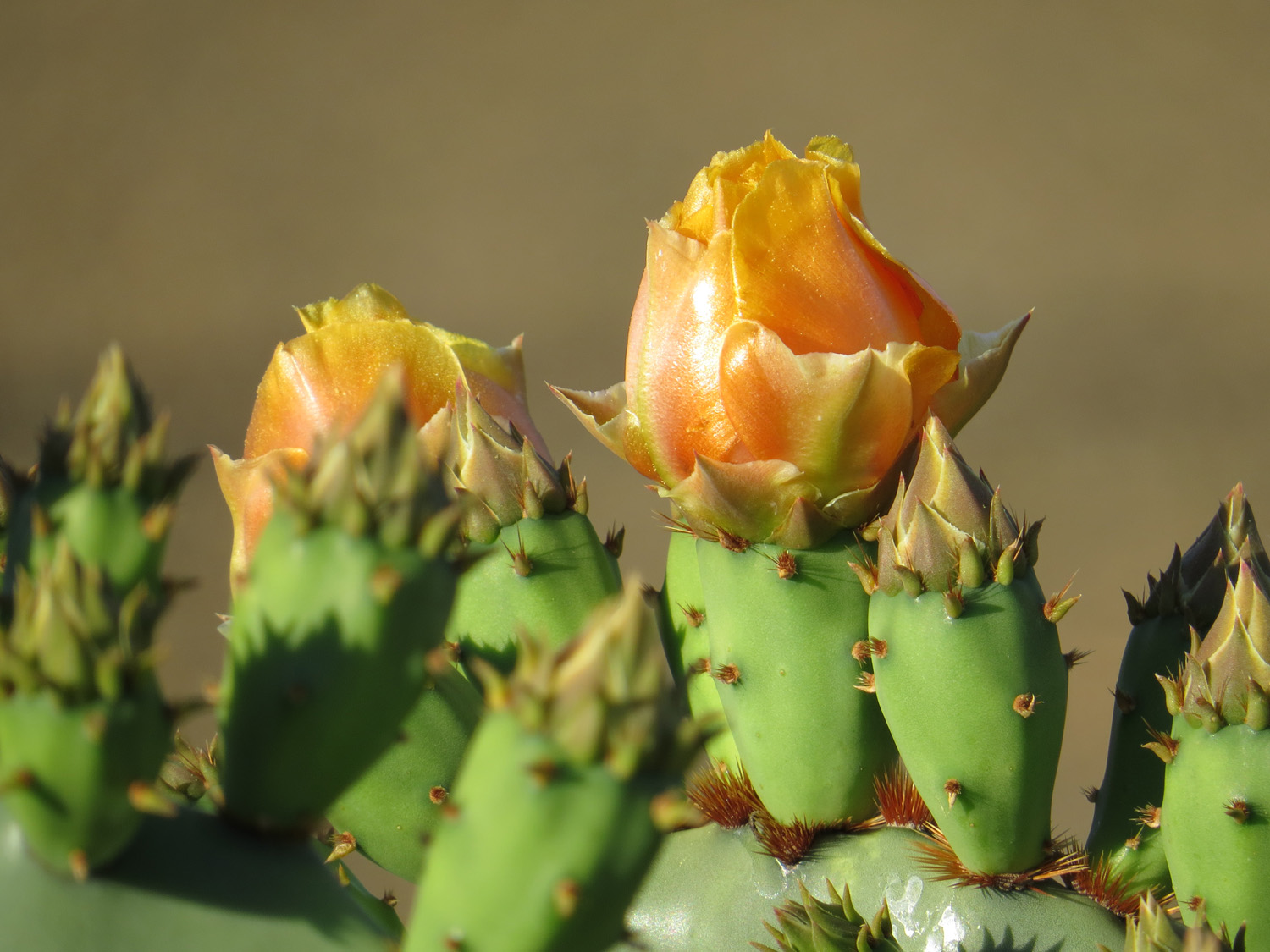 Arizona 1500 5-2-2016 682_edited-1.jpg