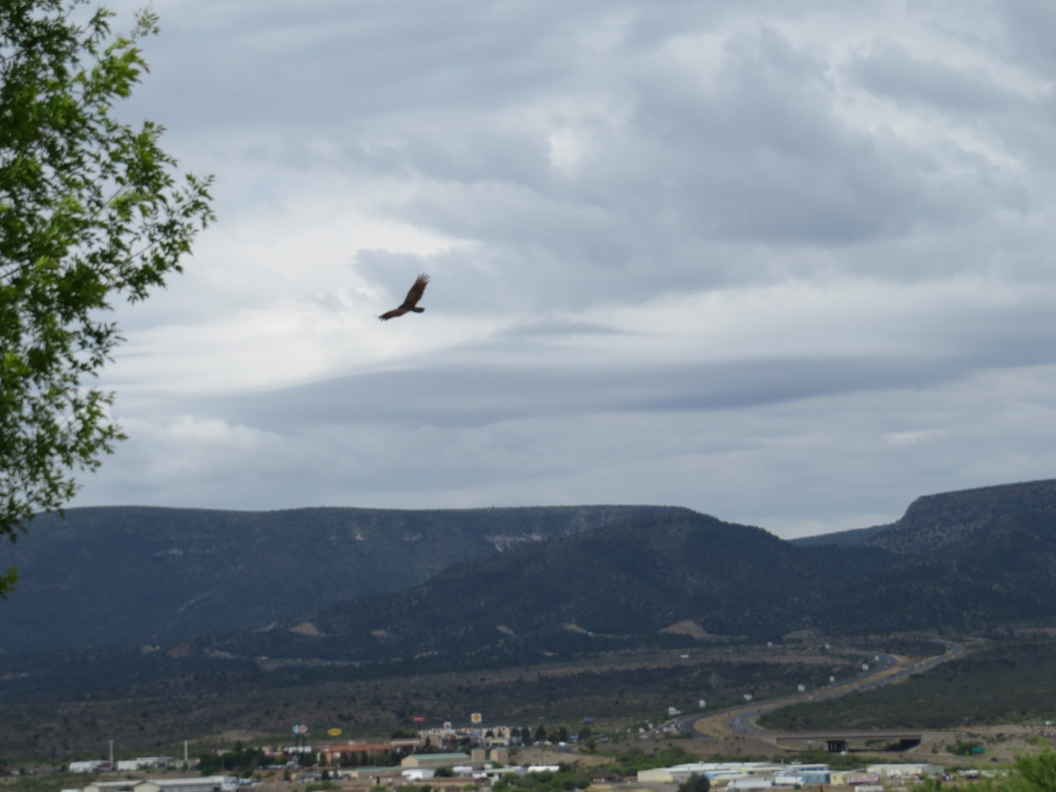 Buzzard 1500 4-30-2016 271.jpg