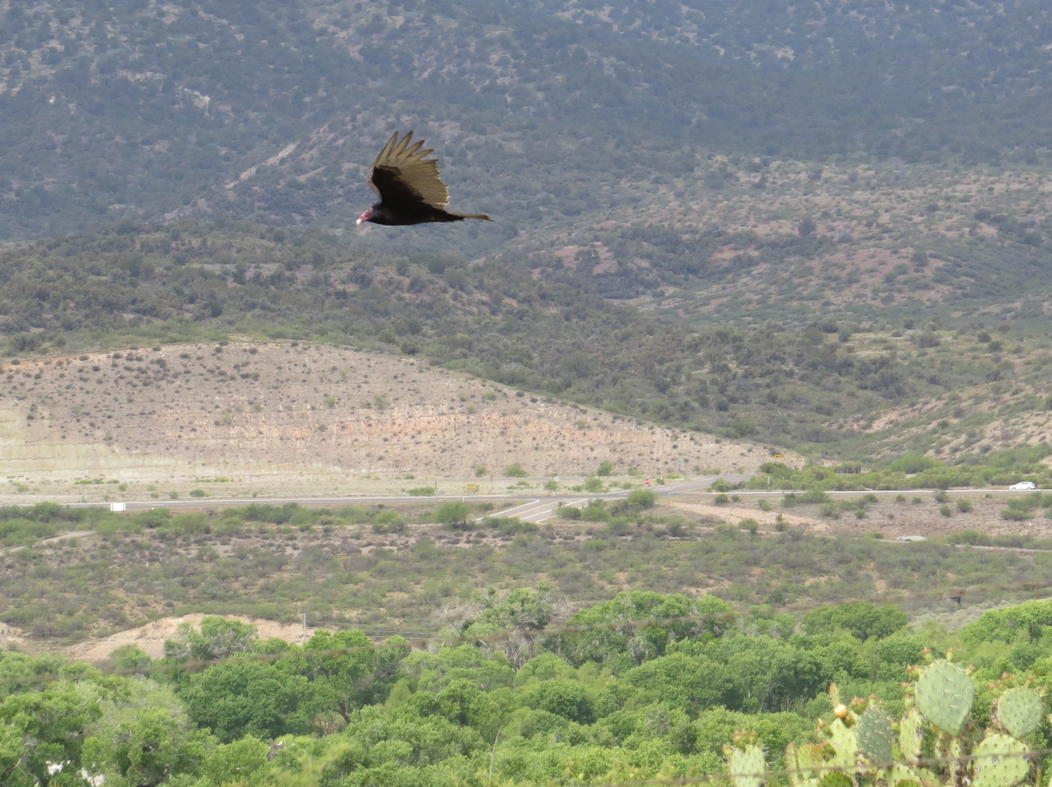 Buzzard cropped 1500 4-30-2016 274.jpg