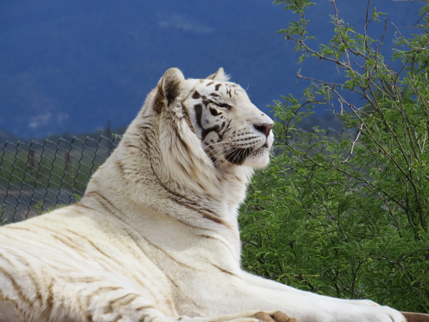White tiger, Out of Africa Wildlife Park, April 30, 2016, Camp Verde, Arizona