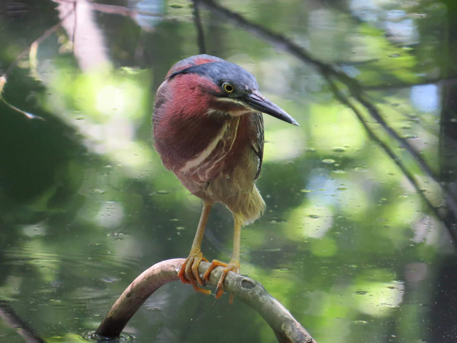 A green heron at Azalea Pond, Central Park, June 18, 2016