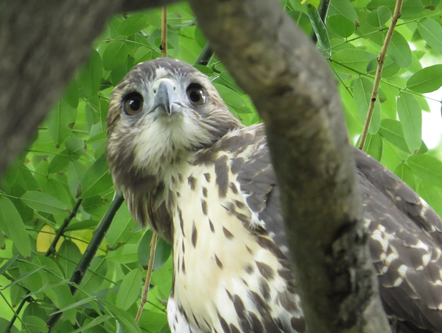 Tompkins Square Fledgling, June 23, 2016