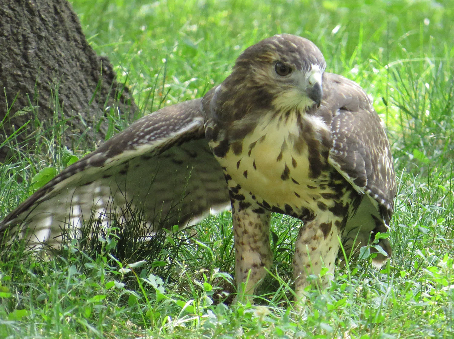 Tompkins Square Park fledgling, June 23, 2016