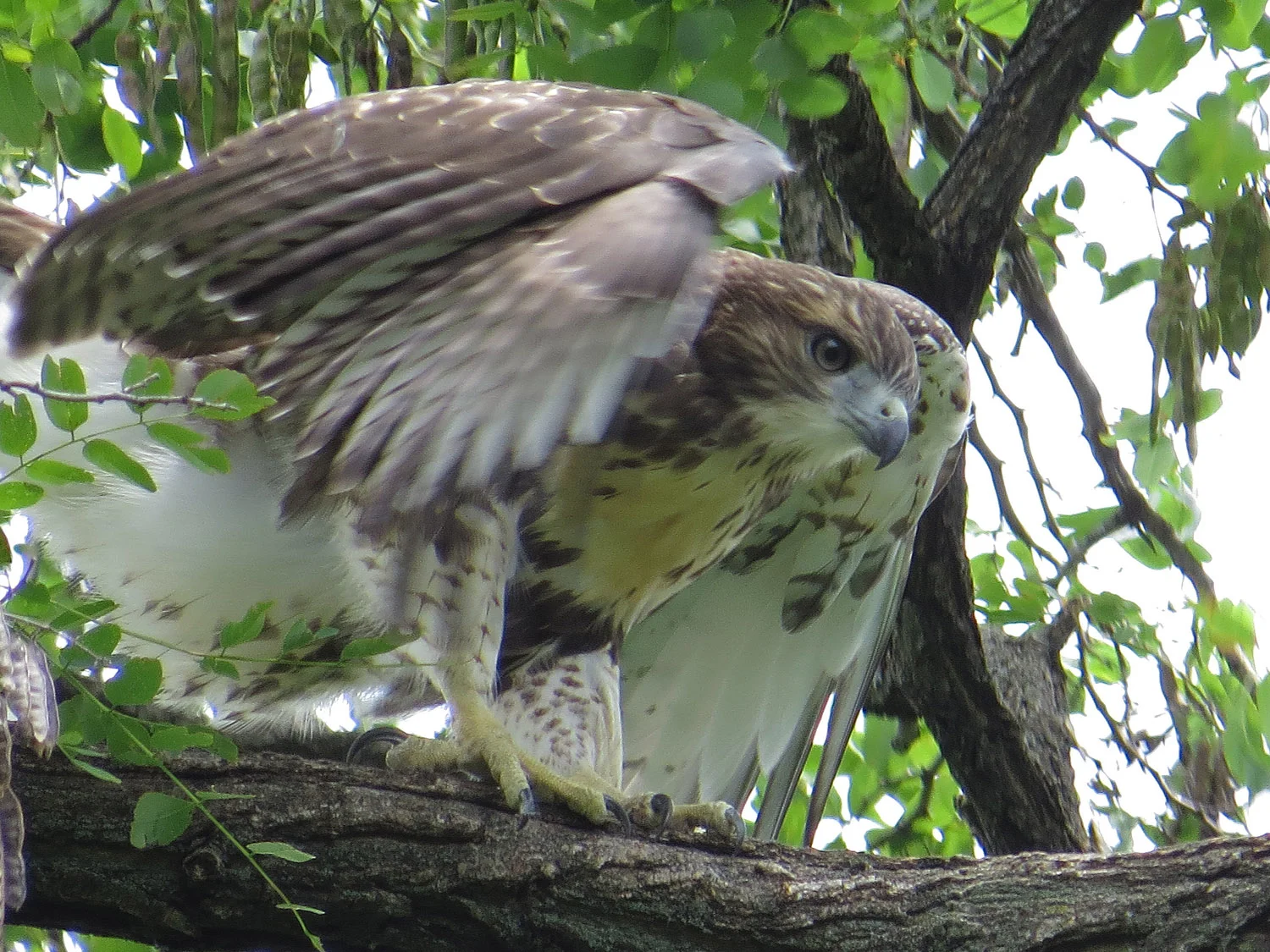 Tompkins Square Park fledgling, July 1, 2016.