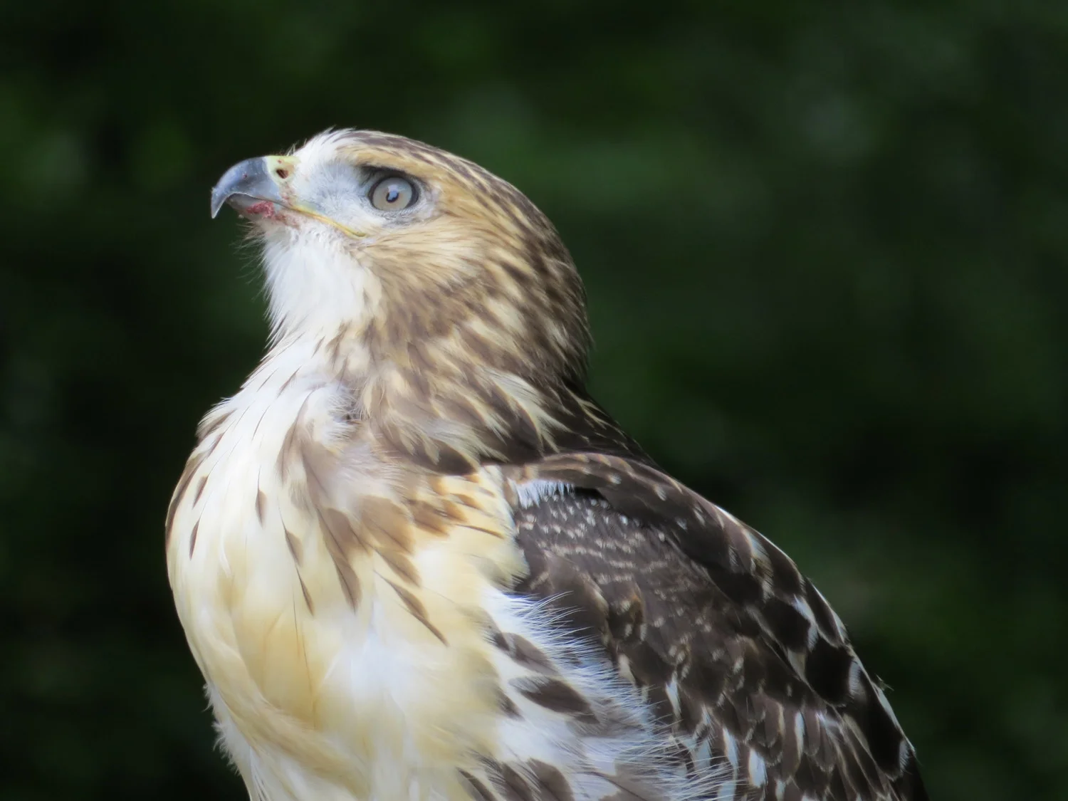 Pale Male's offspring killed by rat poisoning in 2015.