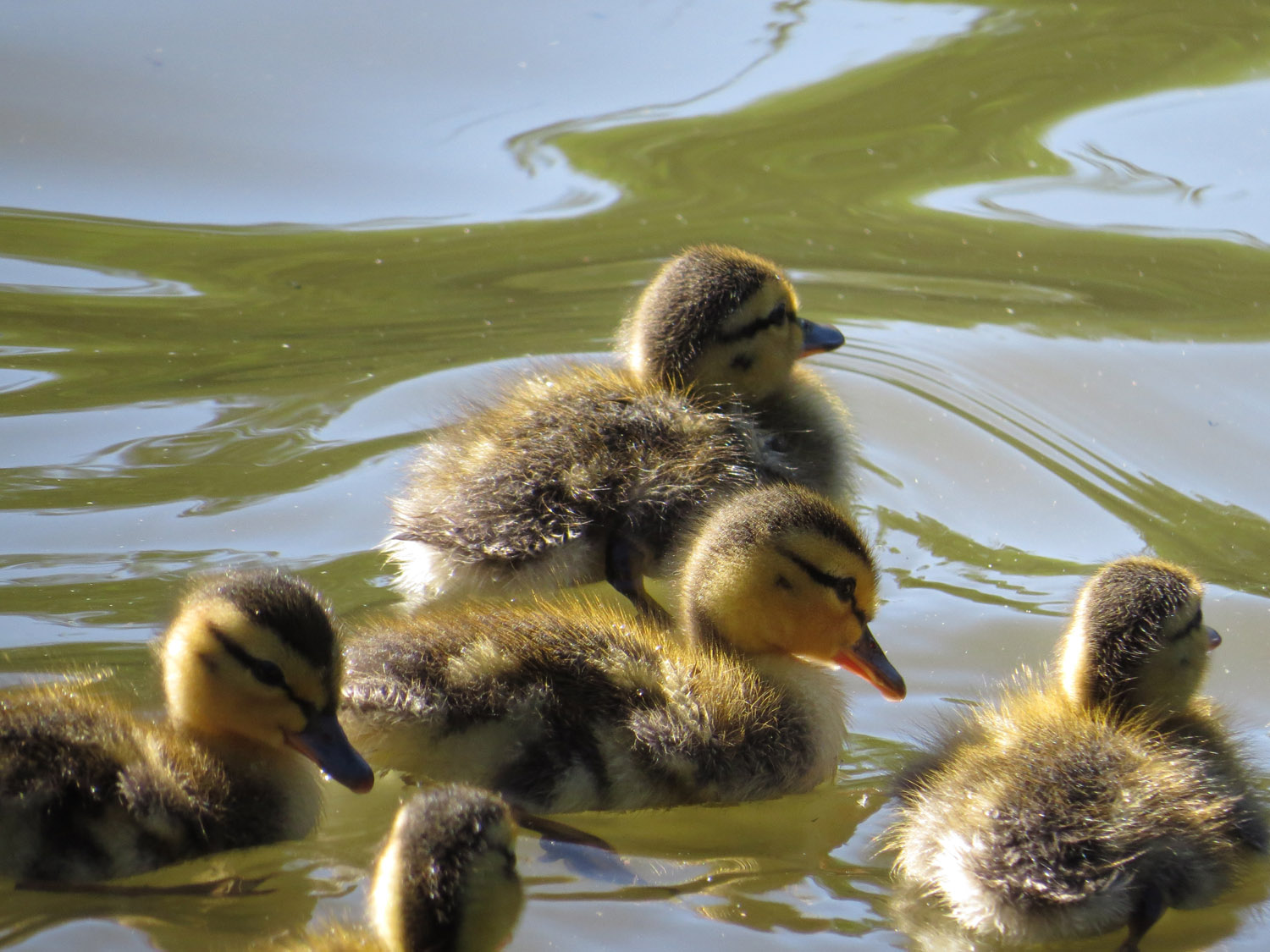 Ducklings 1500 7-5-2016 318.jpg