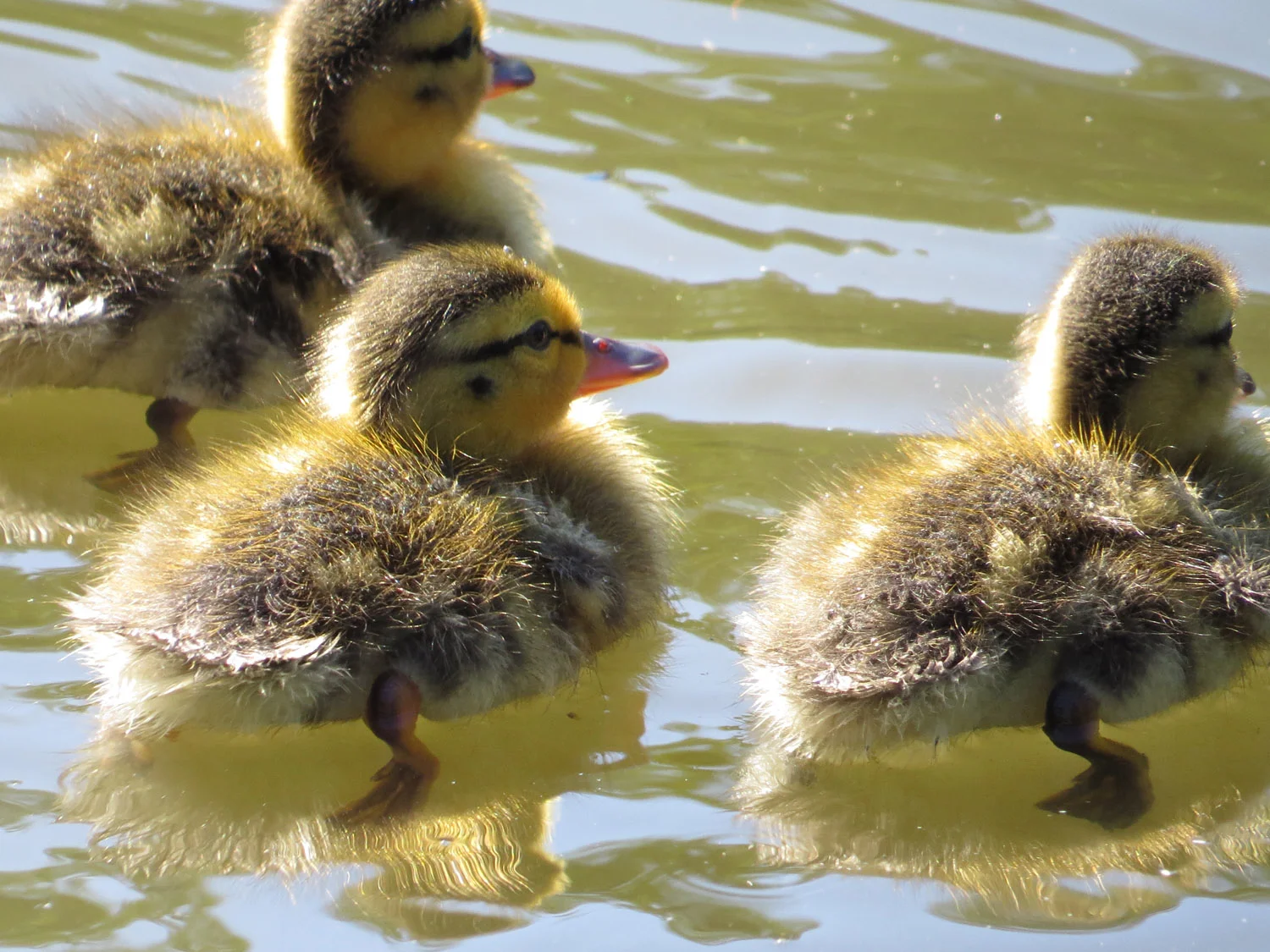 Mallard ducklings at the Pond, Central Park, July 5, 2016.