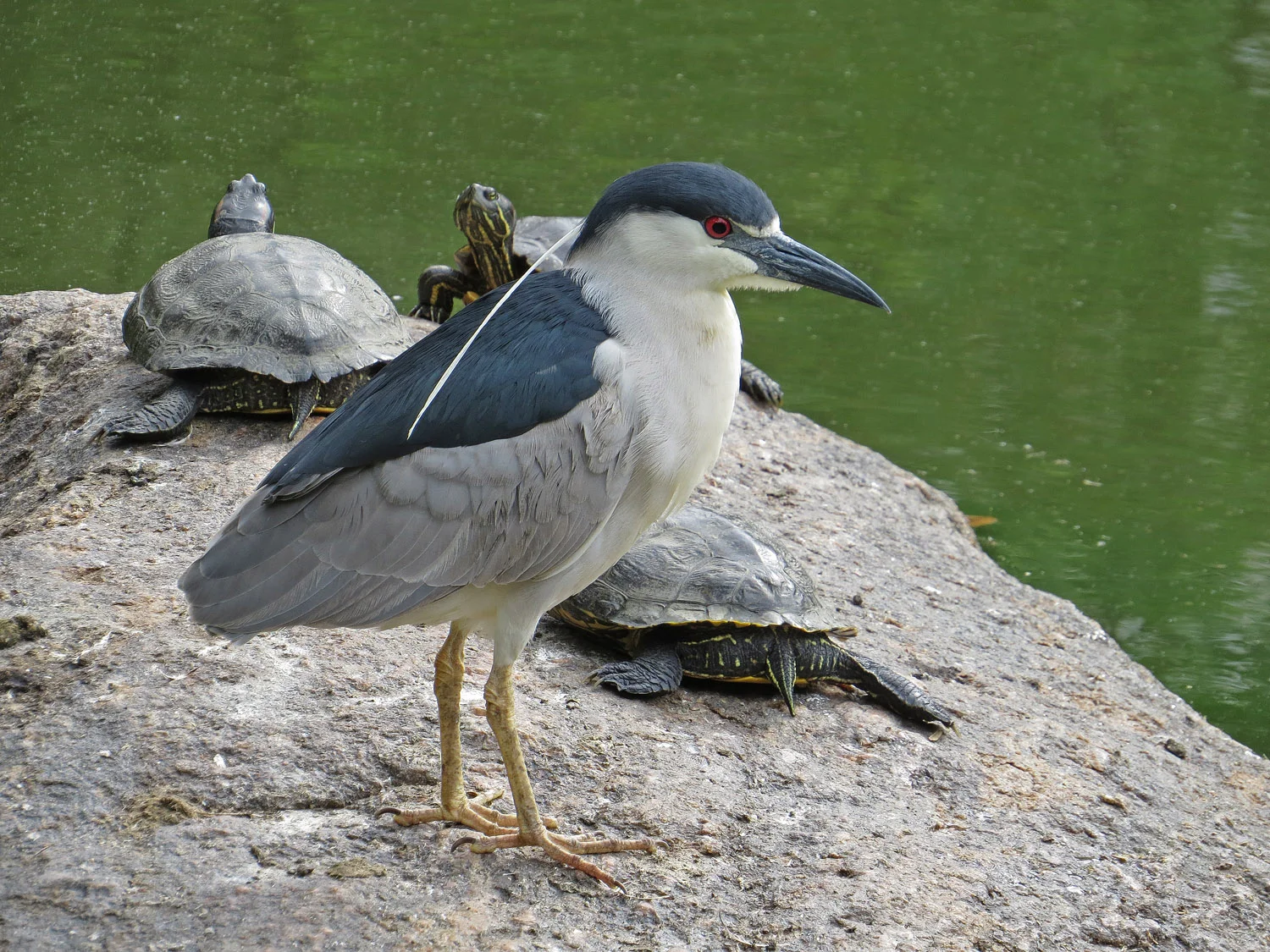 The turtles photo bomb a black-crowned night heron at the Pond, June 28, 2016.