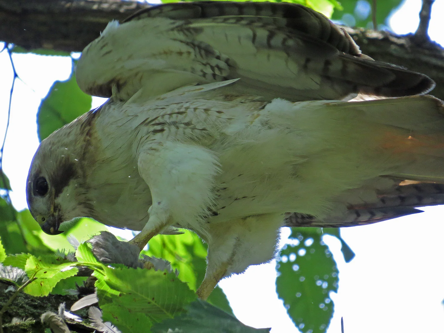 Pale Male with pigeon, Glade Arch, June 30.