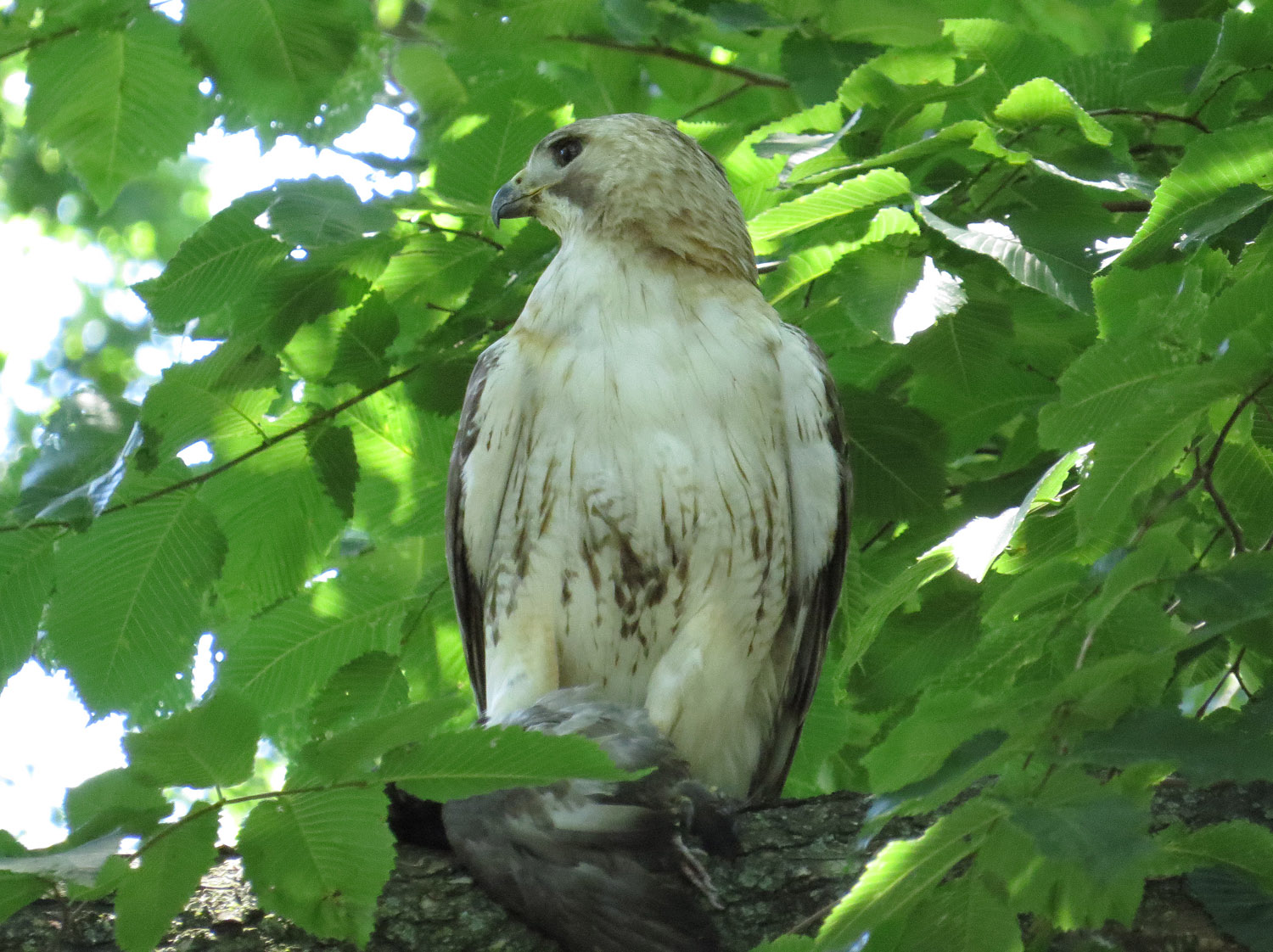 Pale Male 1500 6-30-2016 039P.jpg