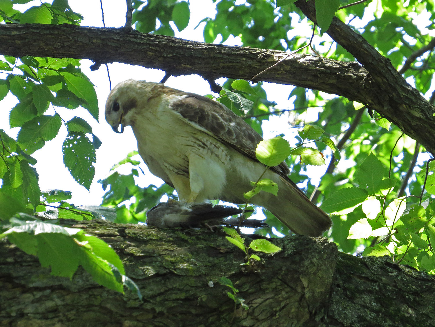 Pale Male 1500 6-30-2016 067.jpg