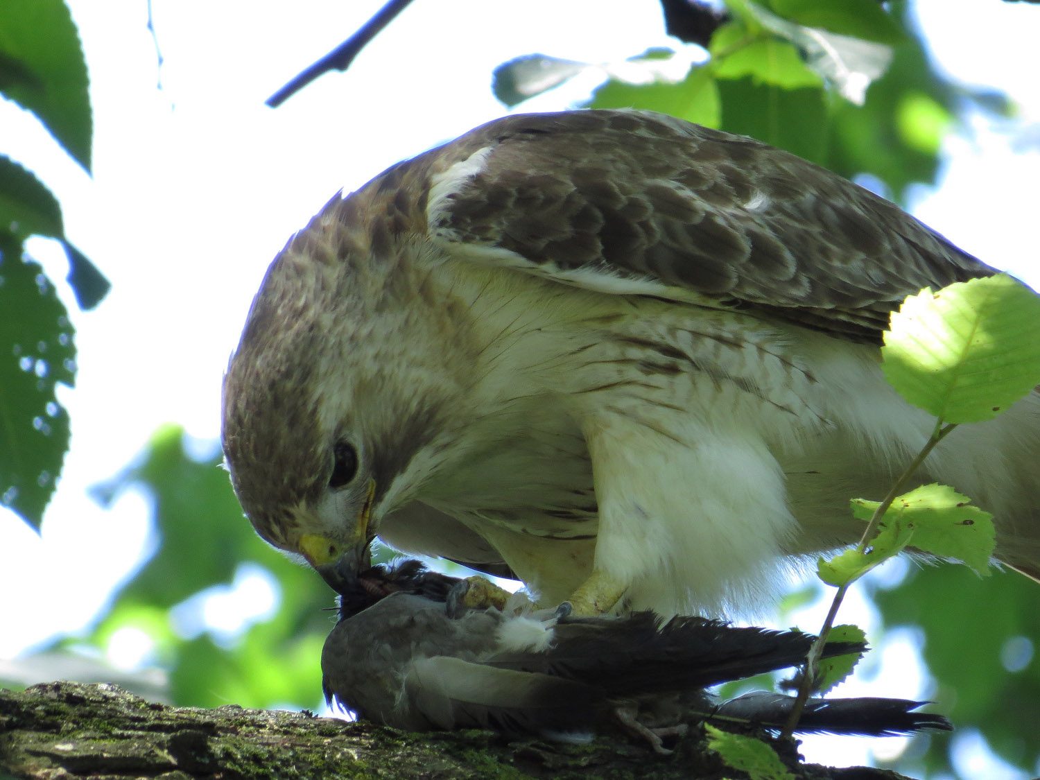 Pale Male 1500 6-30-2016 071.jpg