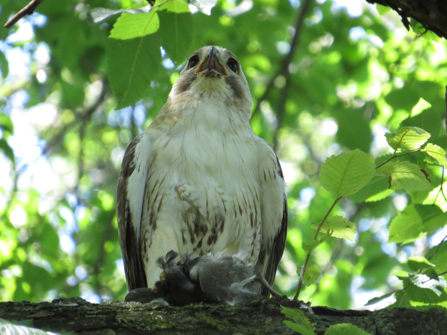 Pale Male 1500 6-30-2016 097.jpg