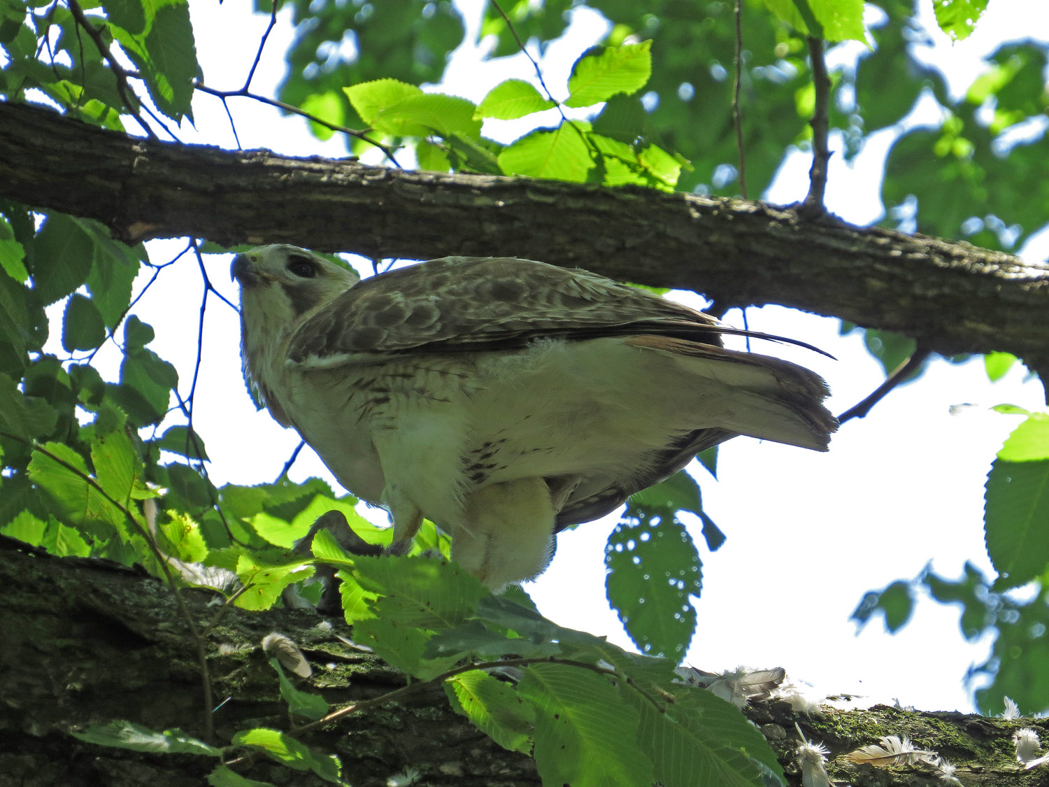 Pale Male 1500 6-30-2016 138.jpg