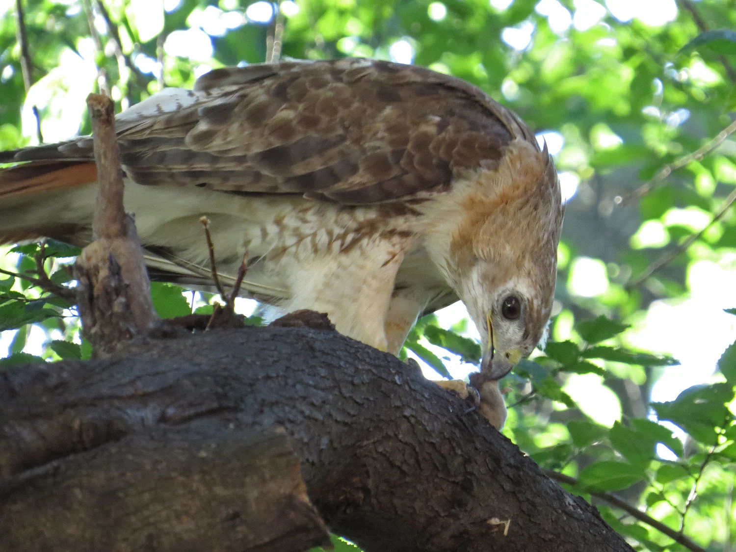 Christo eating a rat, Tompkins Square Park, July 26, 2016.
