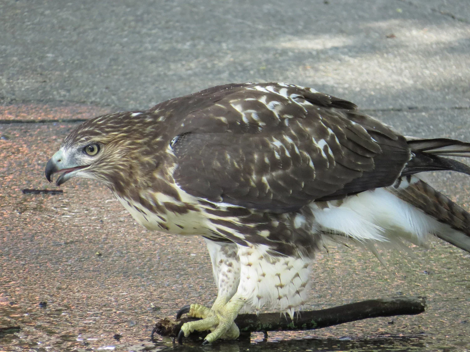July 24 in Tompkins Square Park. Nothing more fun to play with than a good stick! (Unless it's the bug that the youngster ate off its leg.)