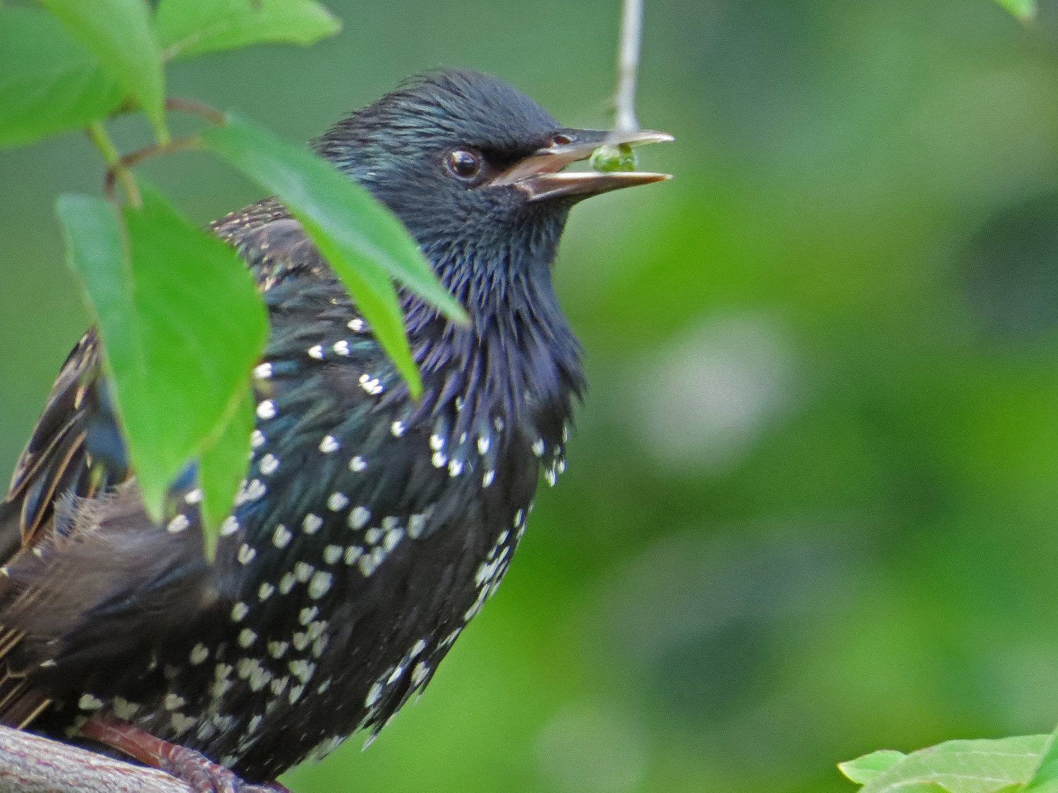 Starling 1500 8-2-2016 211P.jpg