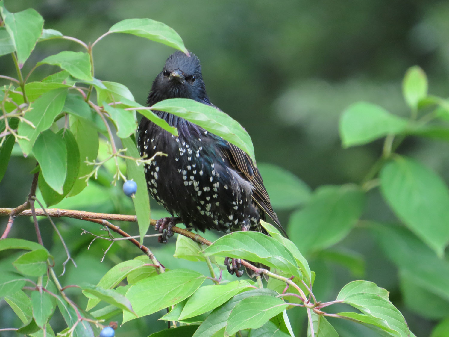 Starling 1500 8-2-2016 213P.jpg