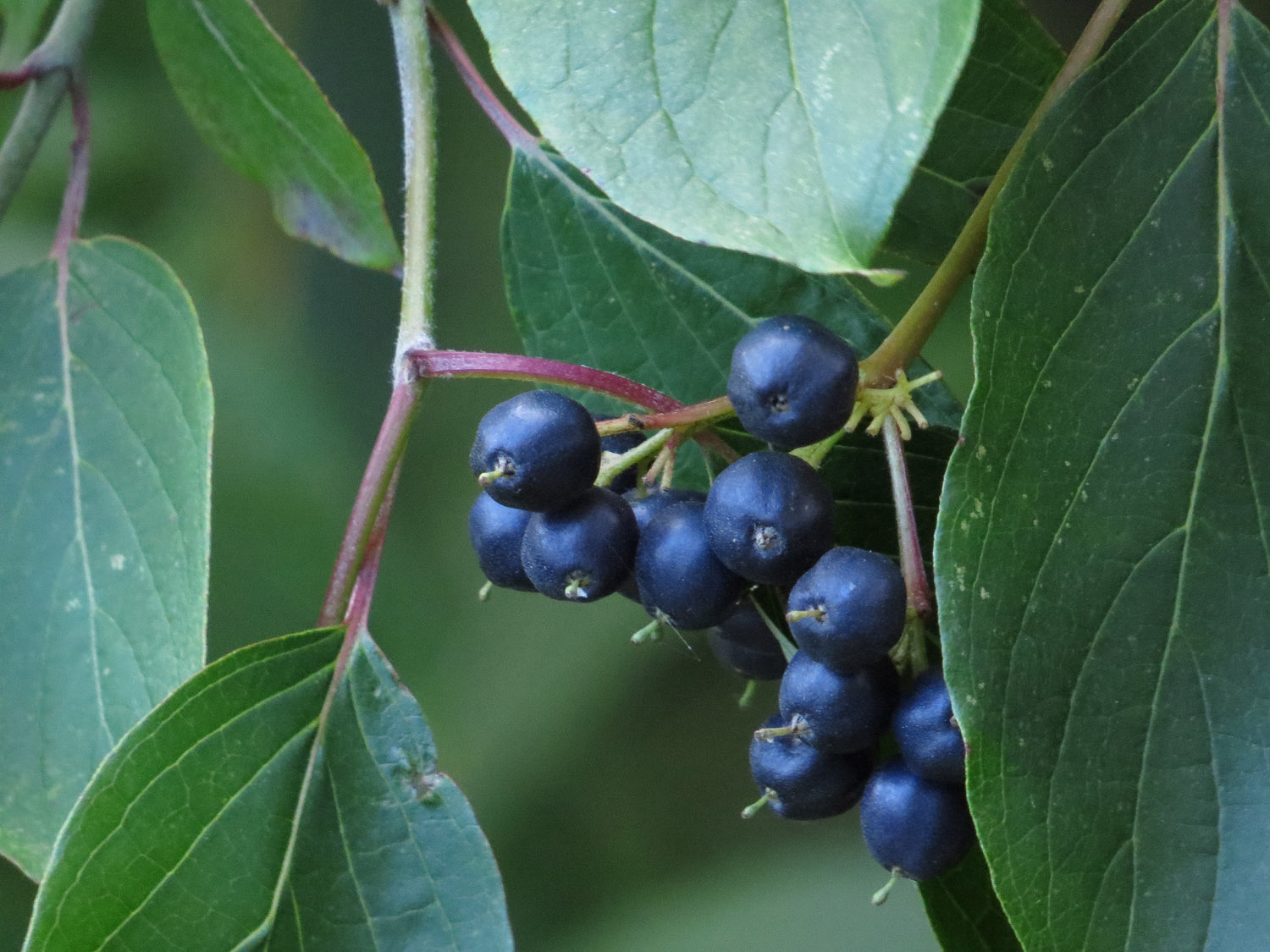 Berries 1500 8-2-2016 227P.jpg