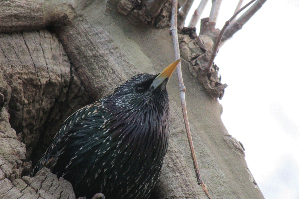 3-21-2013-Starling.gif