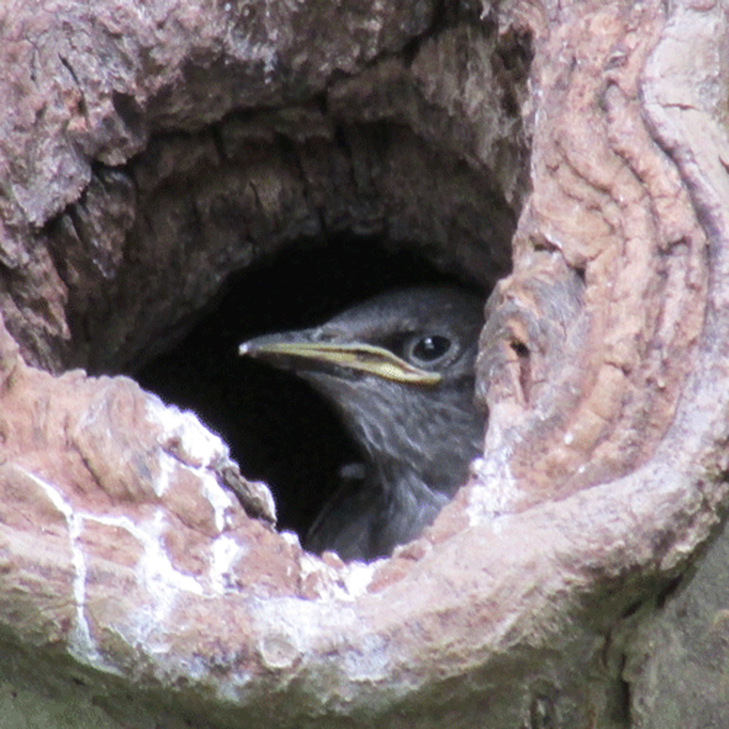 Starling in tree 1500.jpg