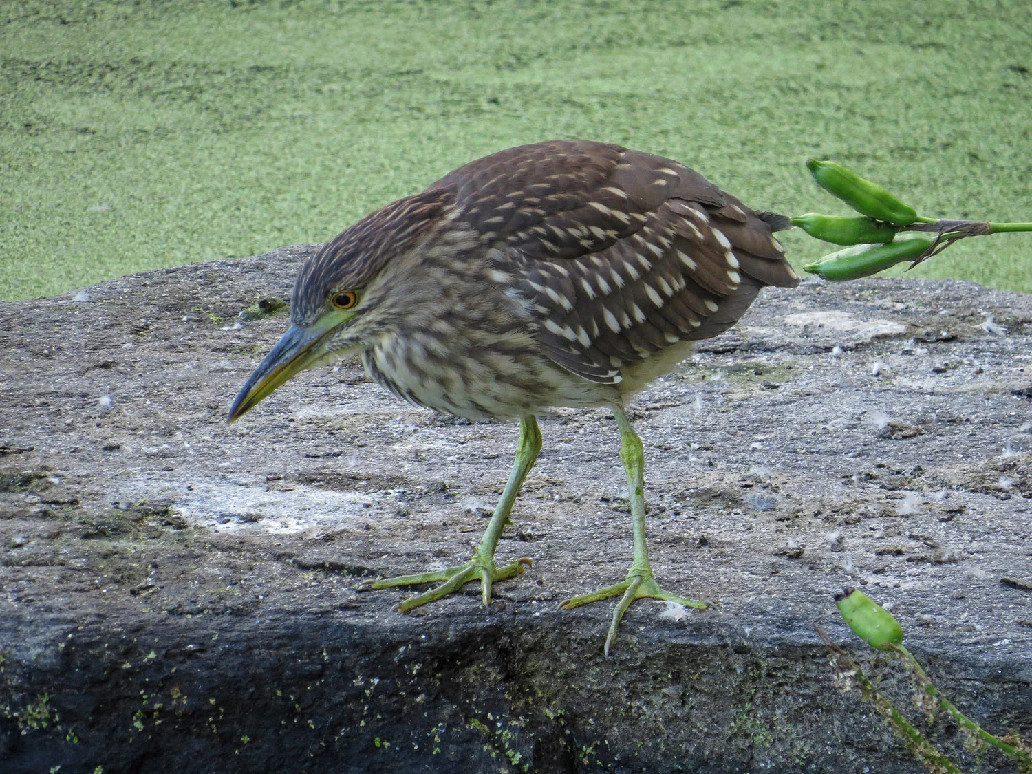 Filming the Young Herons