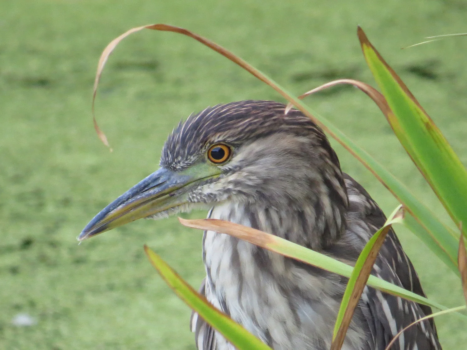 Young black-crowned night heron at Turtle Pond, Central Park, August 2, 2016