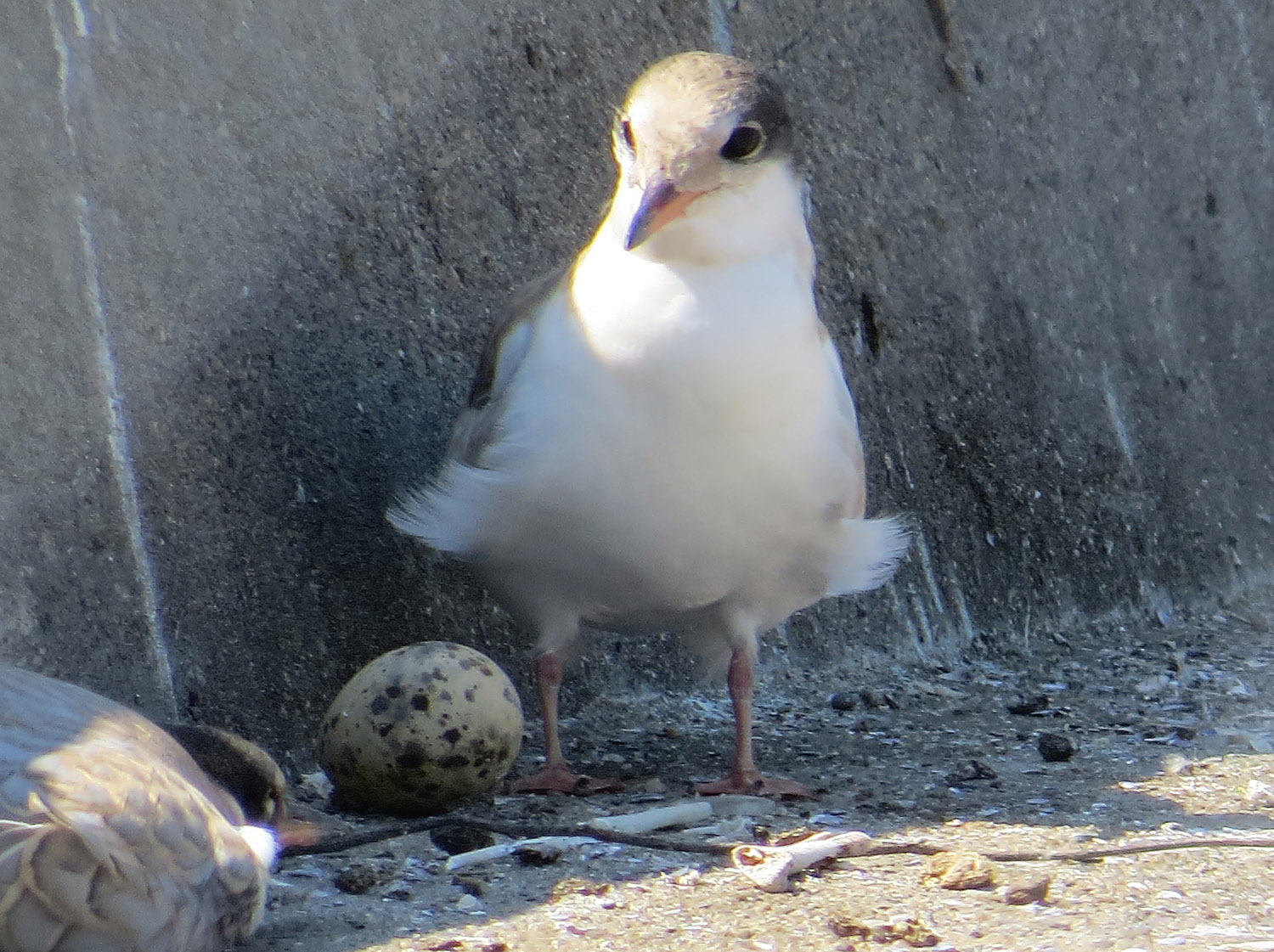 Common Terns 1500 7-17-2016 019.jpg