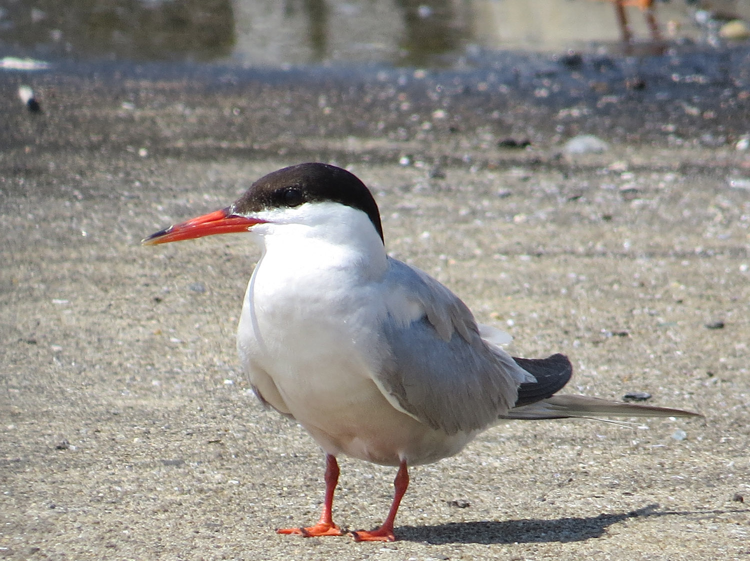 Common Terns 1500 7-17-2016 049.jpg