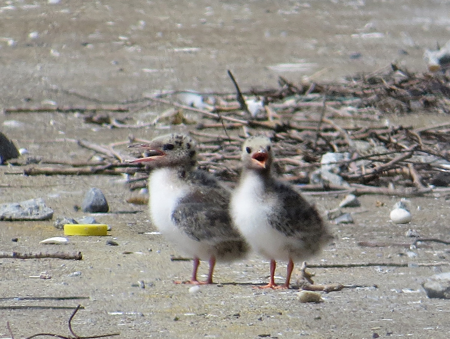 Common Terns 1500 7-17-2016 093.jpg