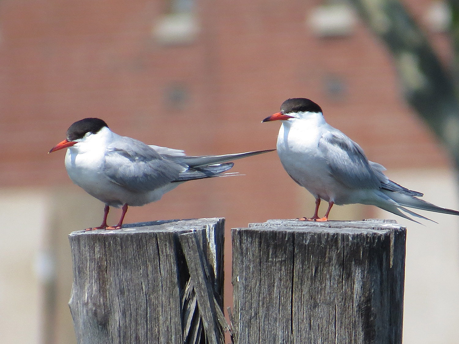 Common Terns 1500 7-17-2016 114.jpg